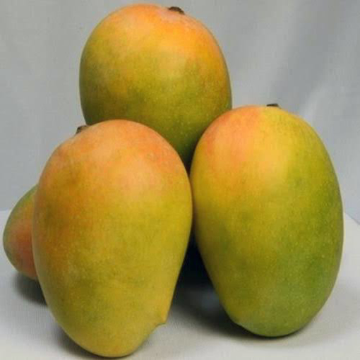 Fresh Kesar Mangoes (Appx. 9 -12 Pcs)